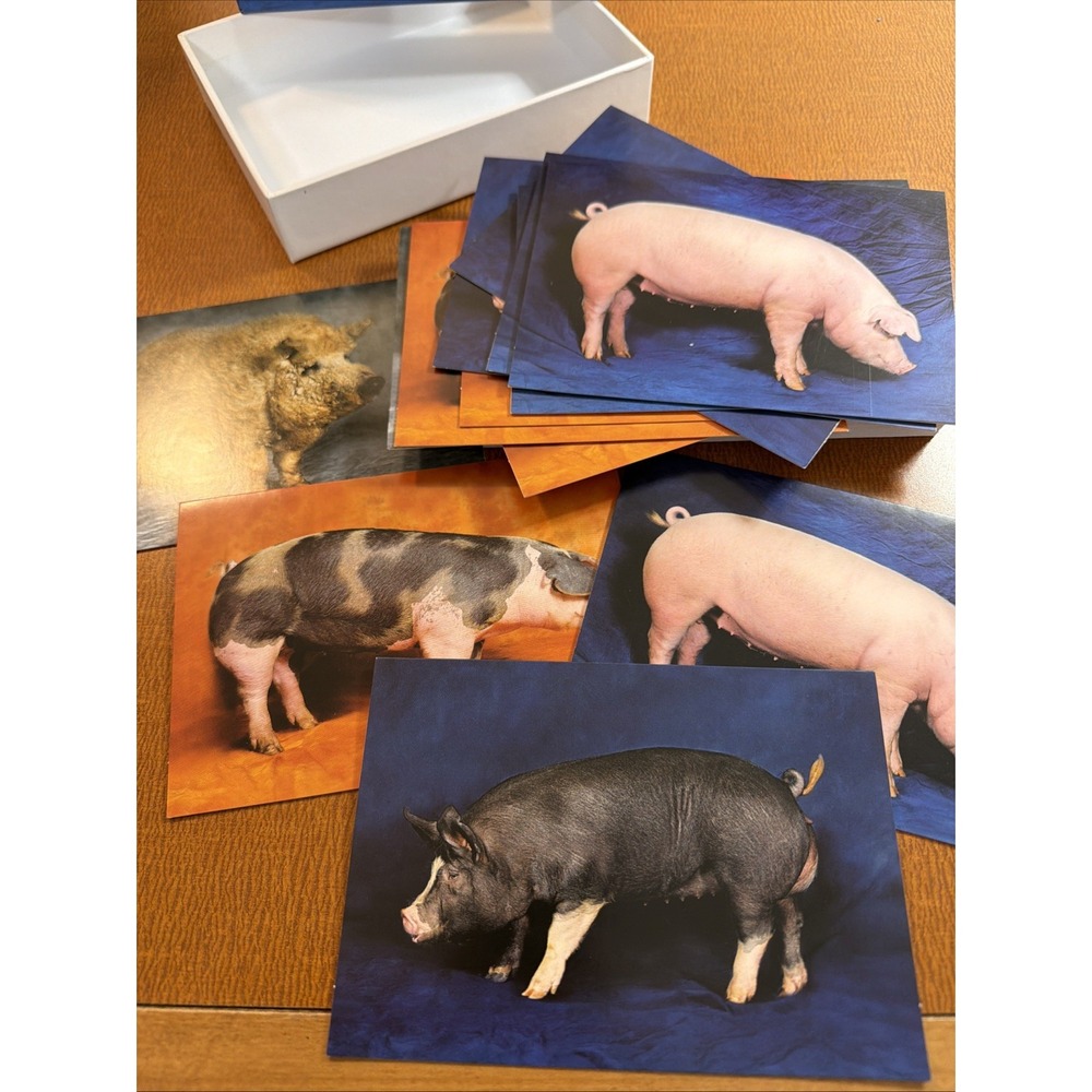 Beautiful Pigs Notecards With 4 Different Portraits 13 Cards With Envelopes